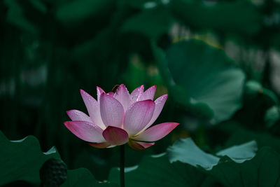 Close-up of lotus water lily in pond