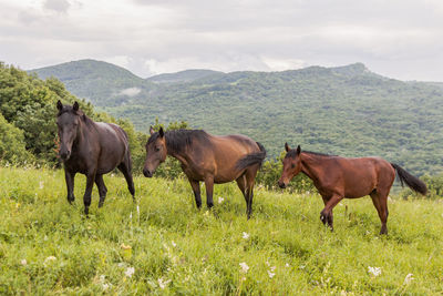 Horses in a field