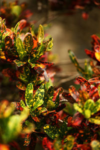 Close-up of plant leaves during autumn