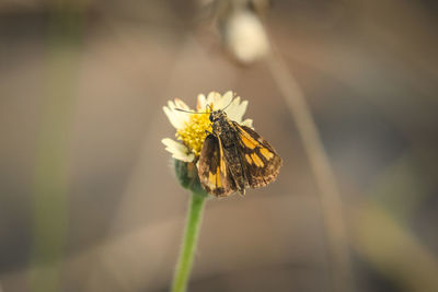 Close-up of butterfly pollinating on flower