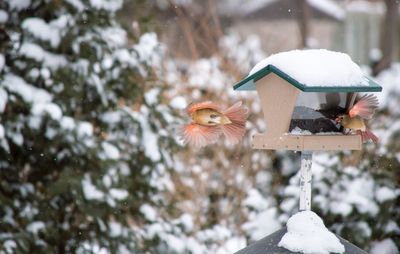 Bird perching on frozen house