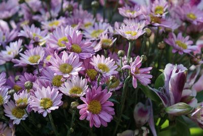 Close-up of pink flowers