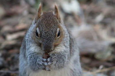 Close-up of an animal