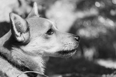 Close-up of dog outdoors