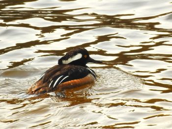 High angle view of duck swimming in lake