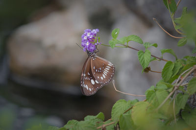 Close-up of butterfly pollinating flower