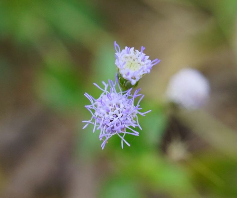 CLOSE-UP OF PURPLE FLOWER PLANT