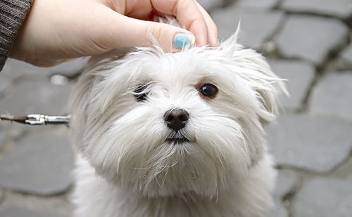 Close-up of hand holding white dog