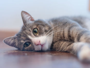 Close-up of cat resting