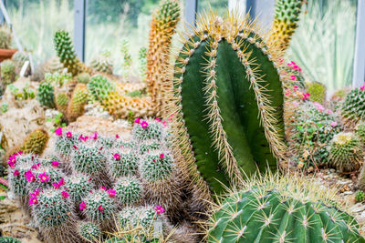 Close-up of cactus plant growing on field