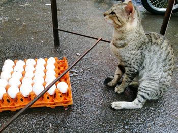 High angle view of cat by egg crate on wet road