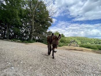 Dog standing on road against sky