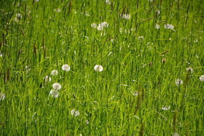 Close-up of white dandelion flower on field