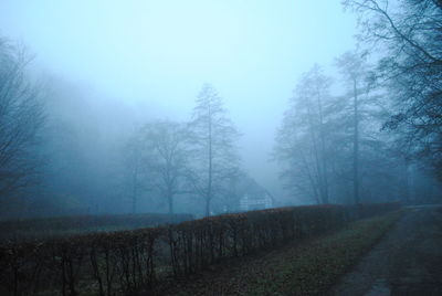 Road passing through forest