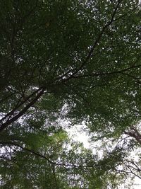 Low angle view of trees in forest