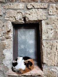 Cat looking through window