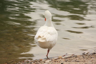 Seagull on a lake