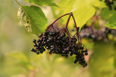 Close-up of berries growing on tree