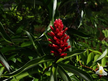 Close-up of red flowering plant