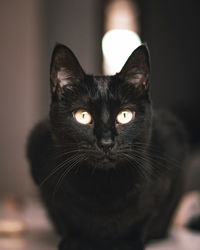 Close-up portrait of black cat