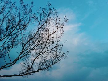 Low angle view of bare tree against blue sky