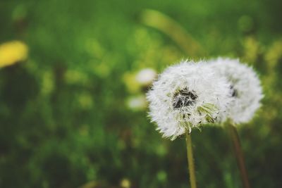 Close-up of white dandelion flower