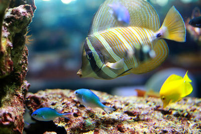 Close-up of fish swimming in sea