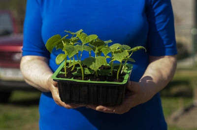 Hands of senior caucasian woman is holding a container with cucumber seedlings.