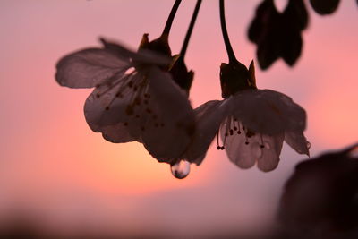 Close-up of silhouette flowering plant against sky during sunset