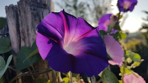 Close-up of pink flowers