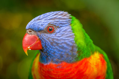 Close-up of parrot