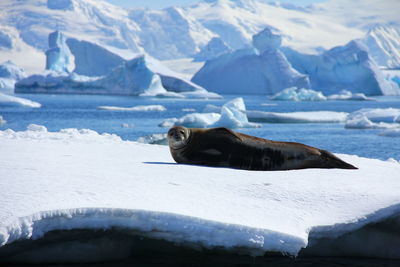 Seal lying on ice glacier