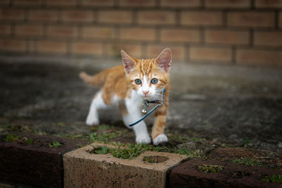 Portrait of a cat