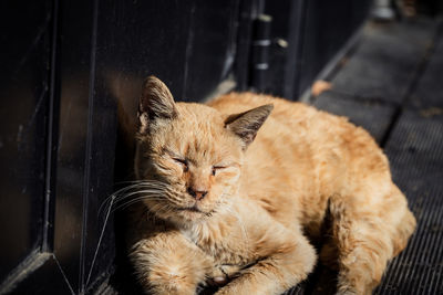 Cat sleeping