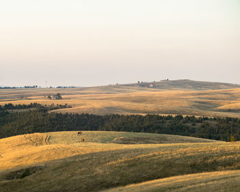 Scenic view of field against clear sky