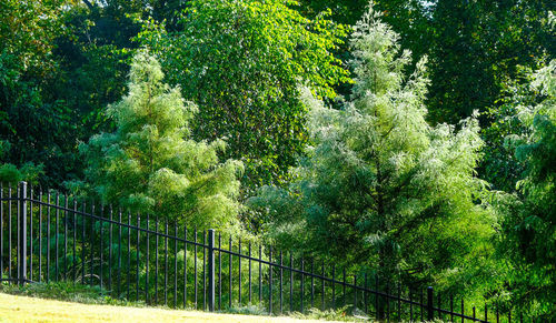 View of trees in forest