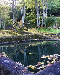 Scenic view of lake in forest