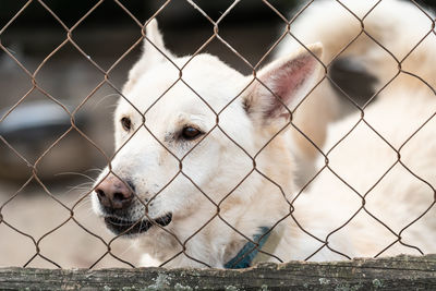 Portrait of dog seen through fence