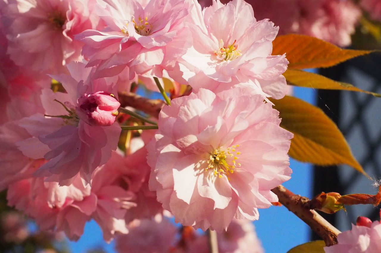 CLOSE-UP OF PINK CHERRY BLOSSOM FLOWERS