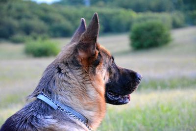 Close-up of dog on field