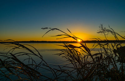 Silhouette of reed grass against sky during sunset