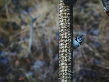 Close-up of bird perching