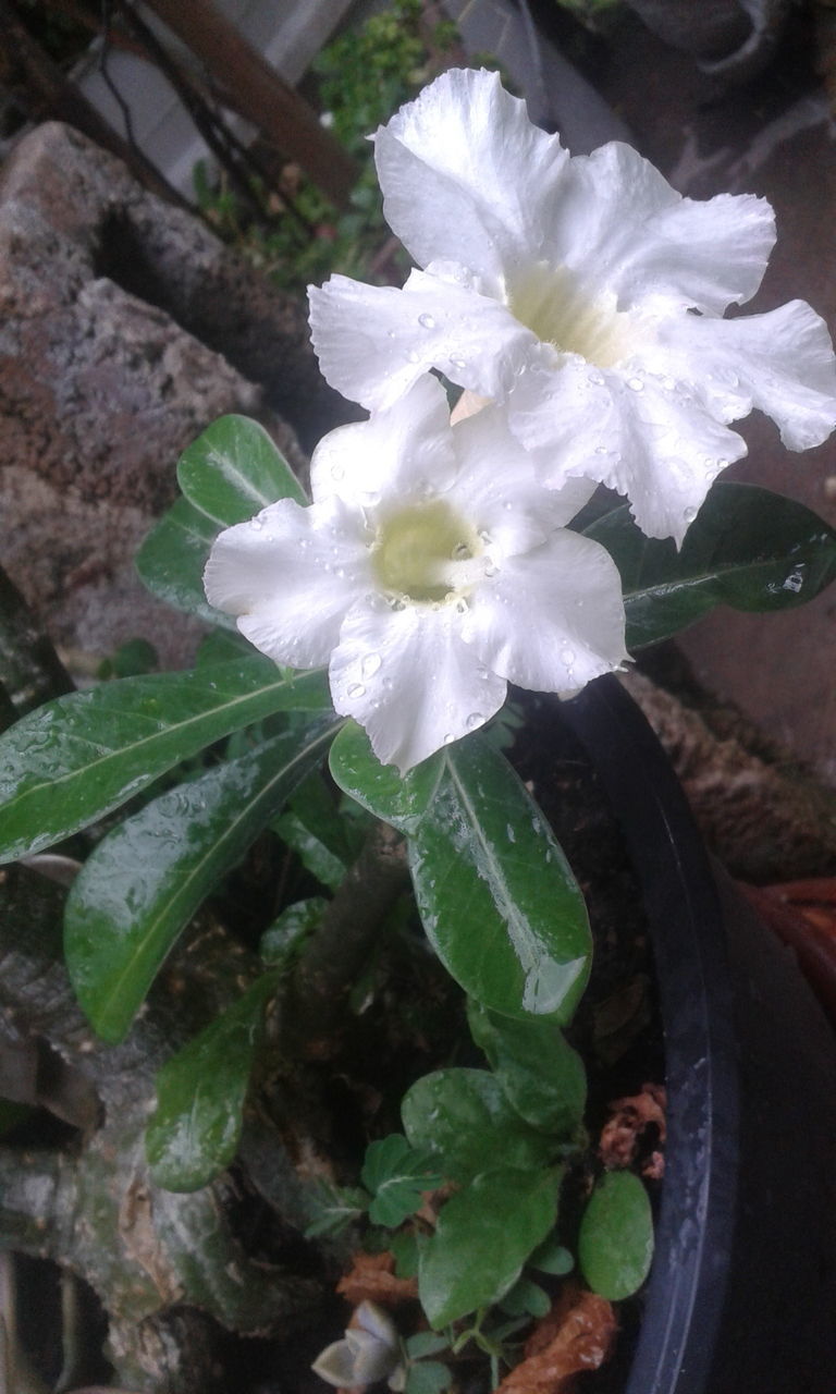 CLOSE-UP OF WHITE FLOWERS BLOOMING