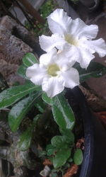 Close-up of white flowers