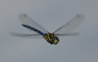 Close-up of insect buzzing against clear sky