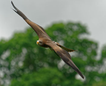 Close-up of bird flying