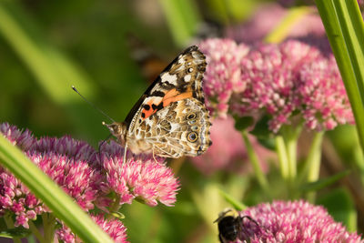 Close-up of butterfly pollinating on purple flower