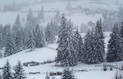 Snow covered pine trees in forest during winter