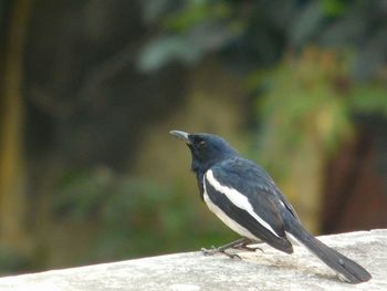 Close-up of bird perching on white background