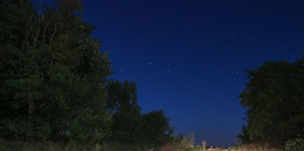 Low angle view of trees against sky at night